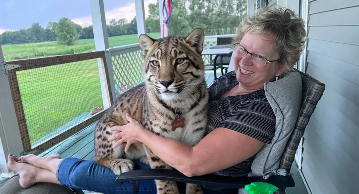 The same photo with the dog transformed into a bobcat